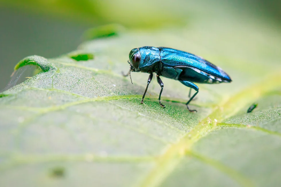 emerald ash borer