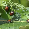 Japanese Beetle Control: Strategies and Benefits