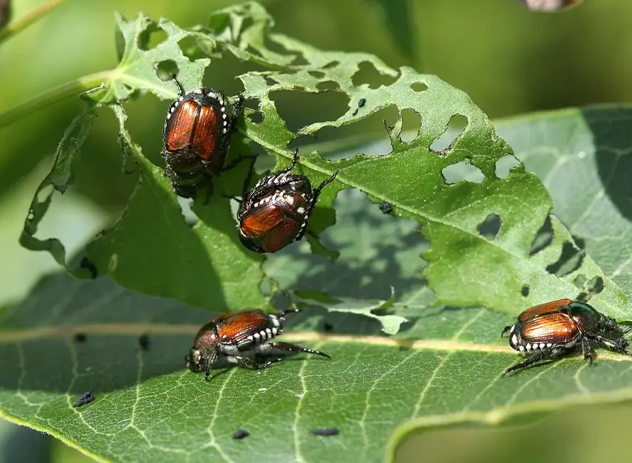 japanese beetle