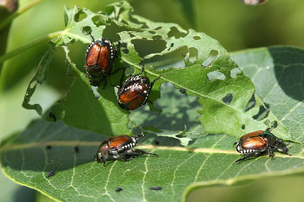 japanese beetle