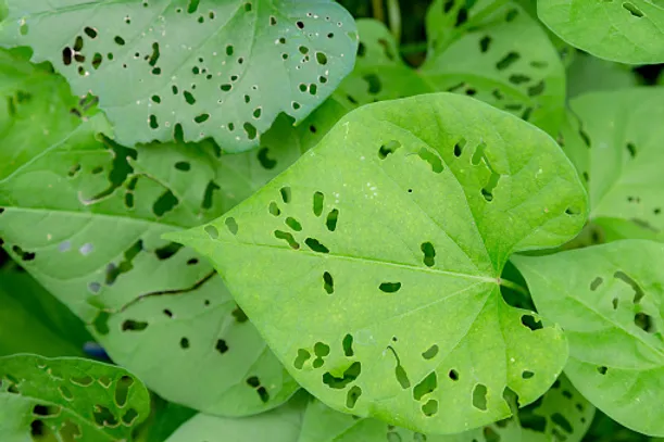 leaf with pest problem