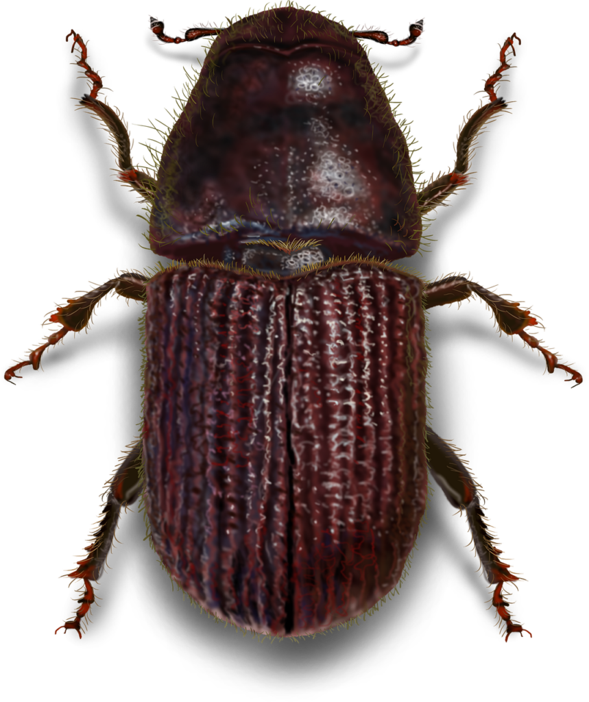 mountain pine beetle