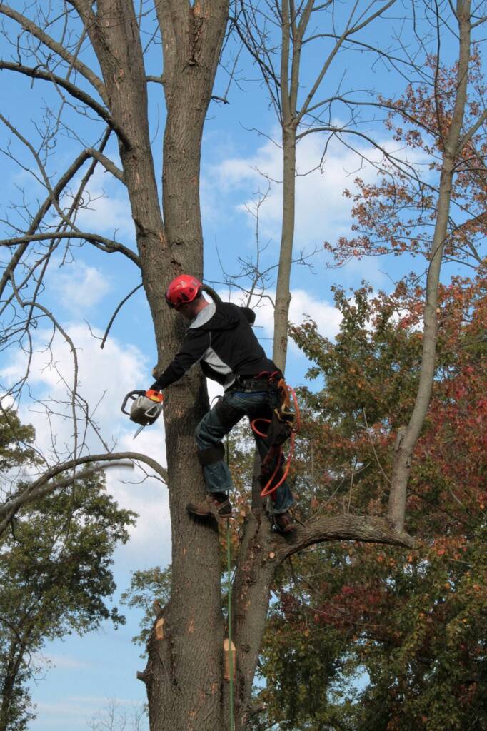 arborist