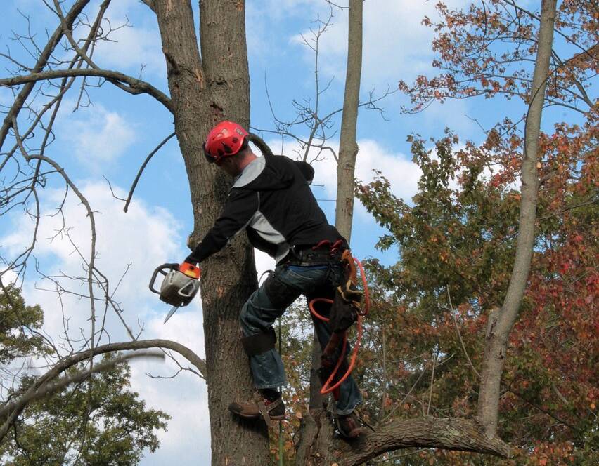 arborist