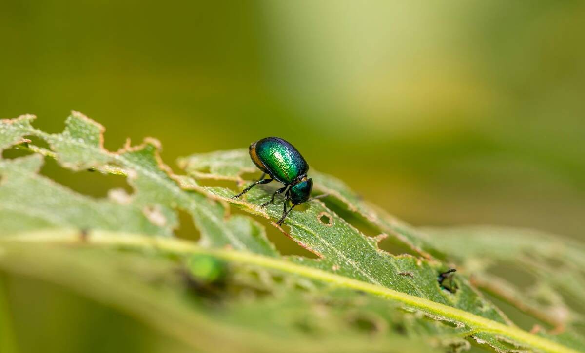 Close-up of a beetle eating green leaves