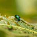 How Do You Keep Beetles Away From Trees?