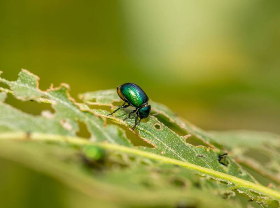 Close-up of a beetle eating green leaves