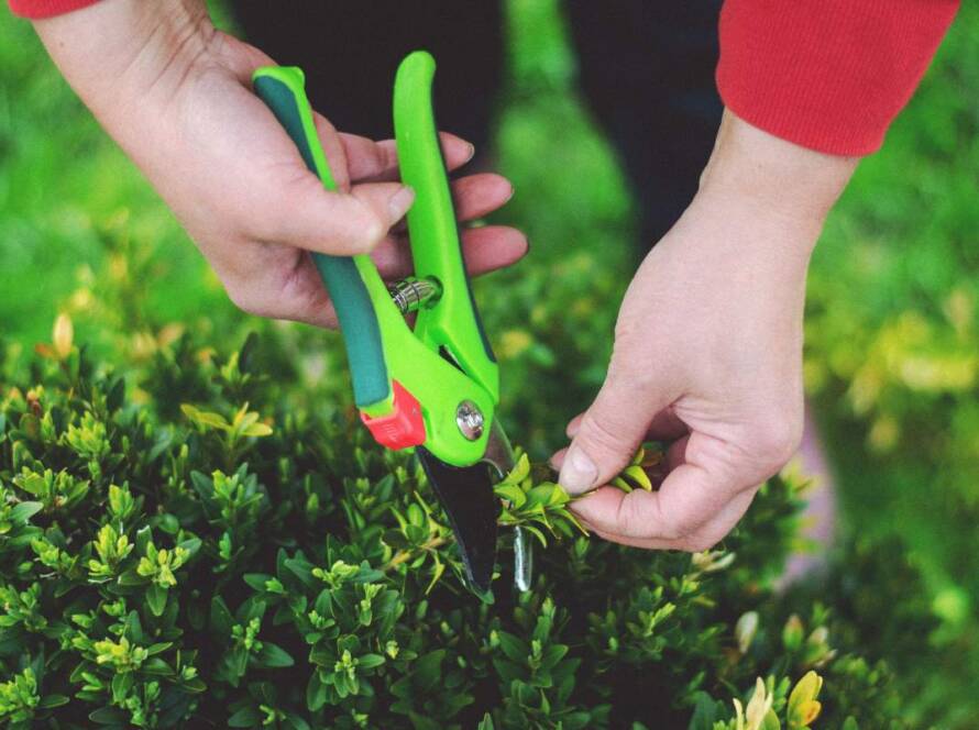 Person pruning shrubs and plants