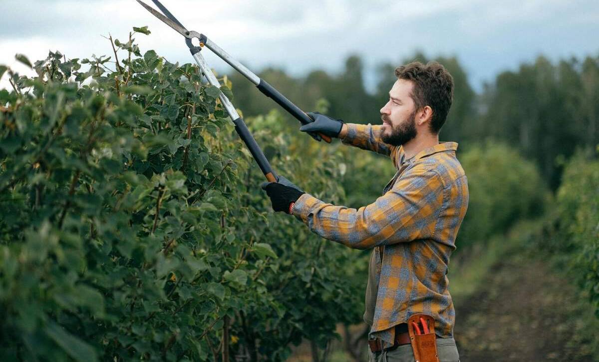 An arborist is trimming shrubs