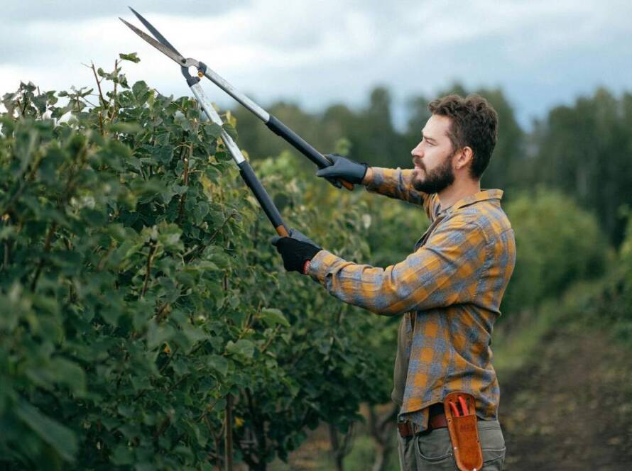 An arborist is trimming shrubs