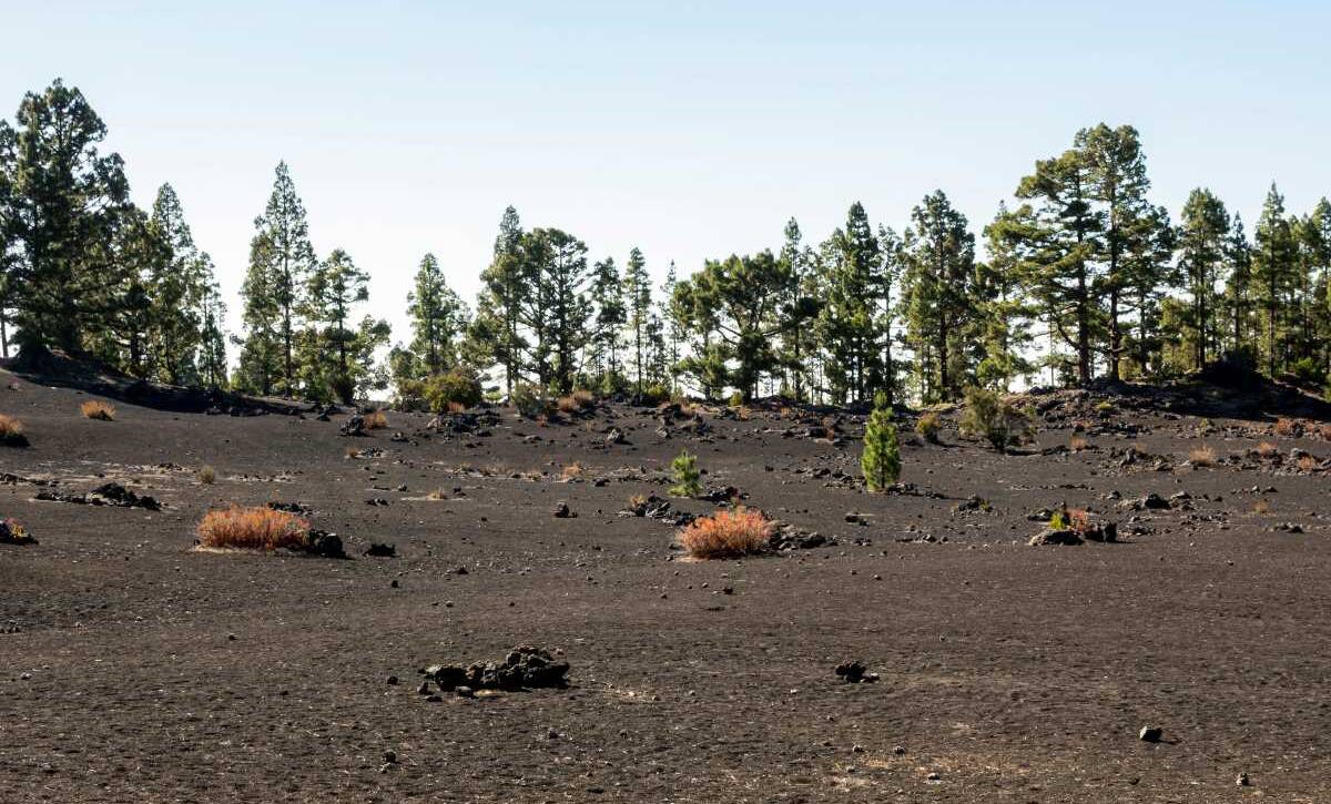 The Role of Trees in Reducing Soil Erosion