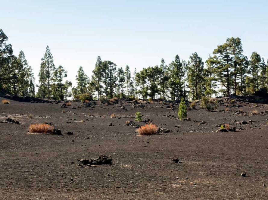 The Role of Trees in Reducing Soil Erosion