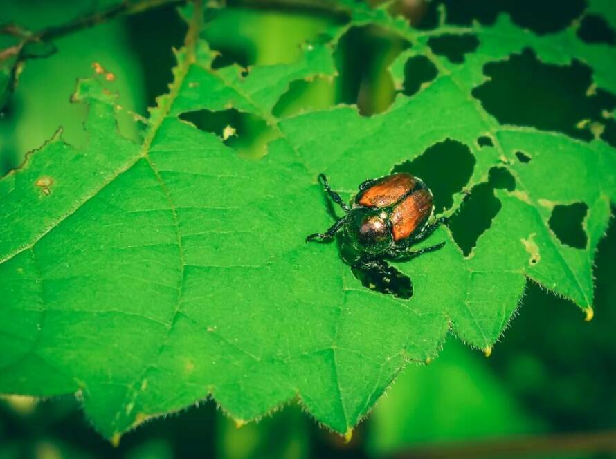 A Japanese beetle damaging the plant.