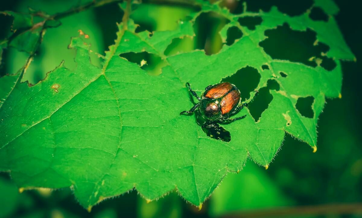 A Japanese beetle damaging the plant.