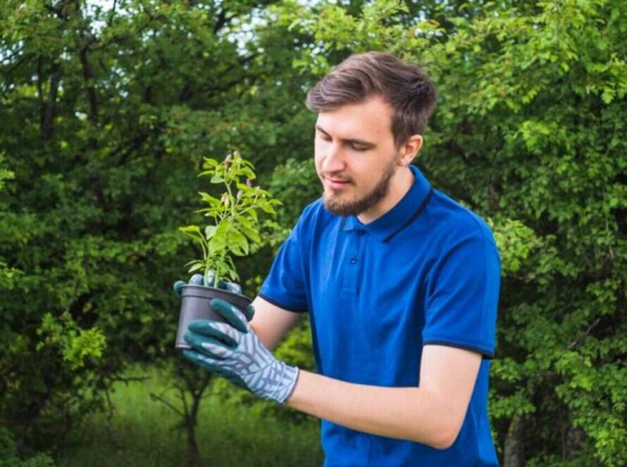 A man plants a tree