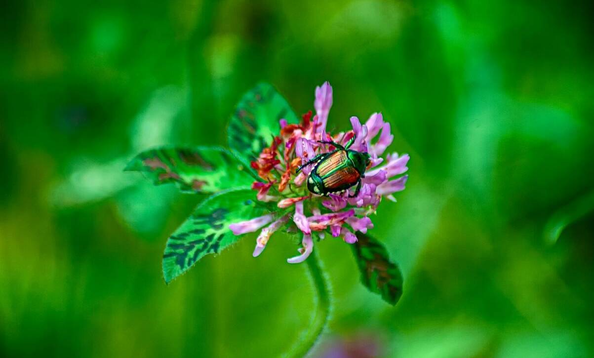 A Japanese beetle is on a flower