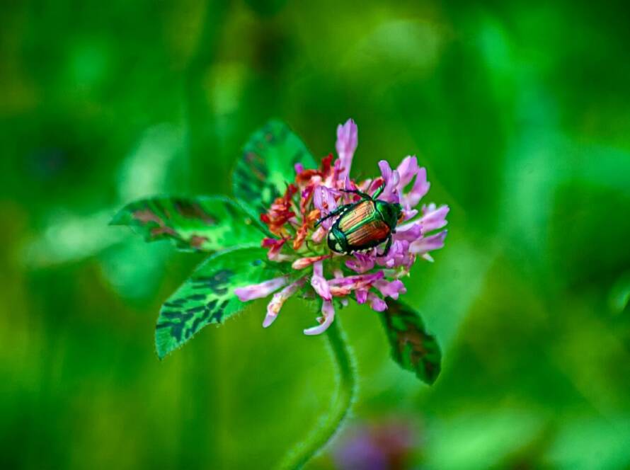 A Japanese beetle is on a flower