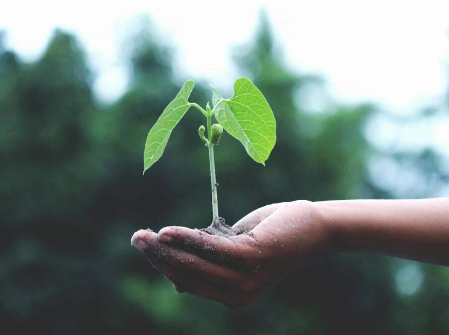 A person holding a plant seedling.