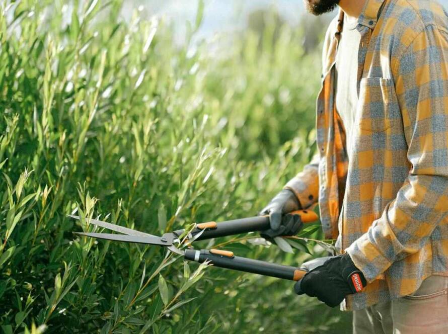 A person performing shrub care by trimming the shrubs.