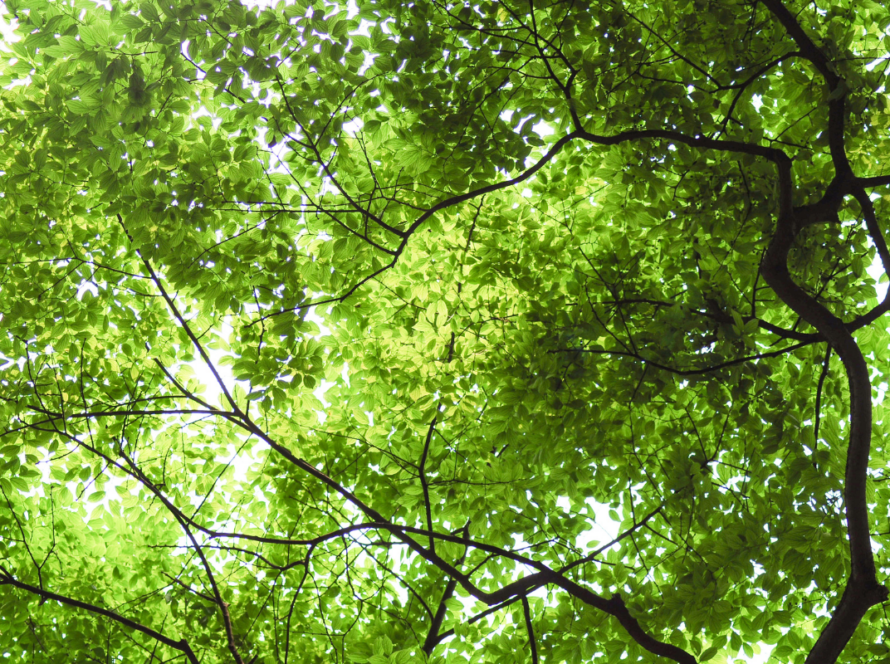 A view of lush, healthy trees with a focus on their green leaves