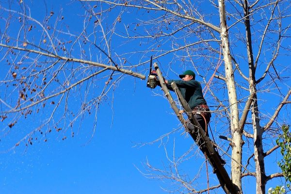 A man trimming a tree