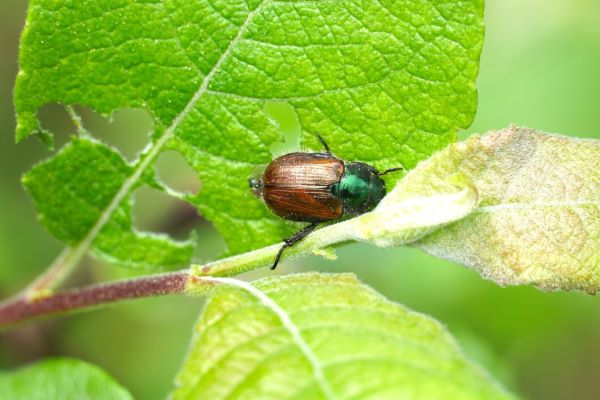 Japanese beetle on green leaves with visible pest damage