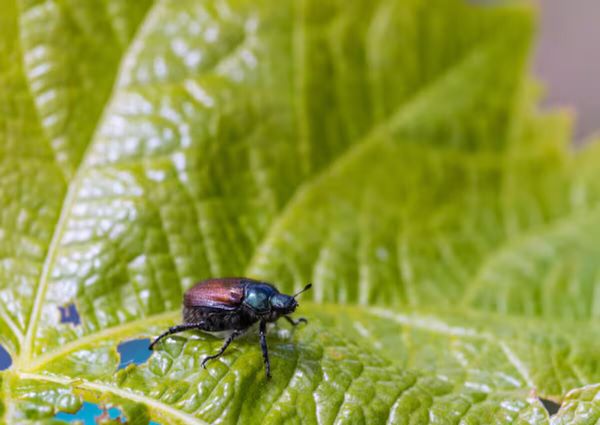 A Japanese beetle damaging the leaf