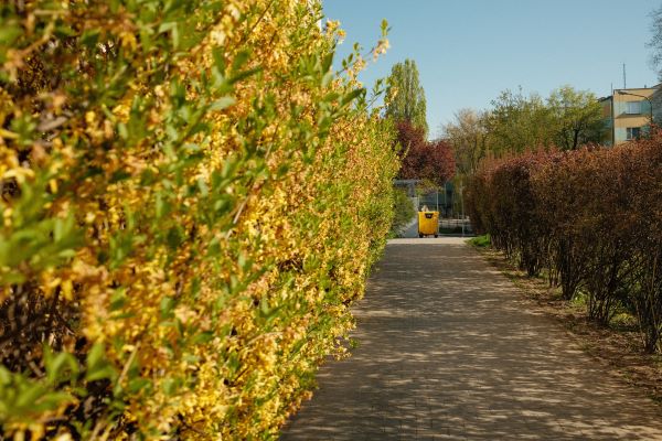 Well-maintained shrubs and plants in a landscaped garden