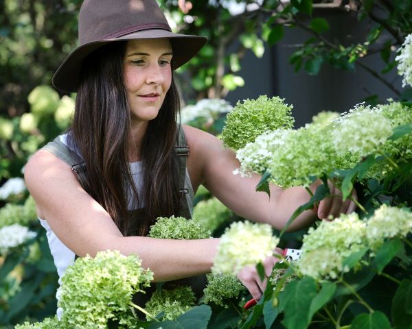 A woman trimming hydrangeas