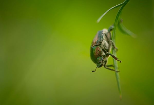 A Japanese beetle gripping onto the plant.