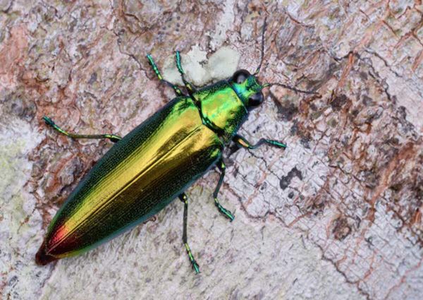 An emerald ash borer is burrowing in a tree