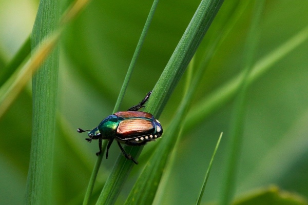 A plant with Japanese beetle