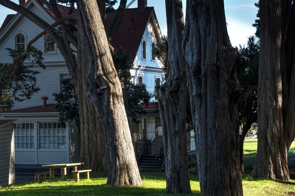 Several old trees standing in front of a residential property