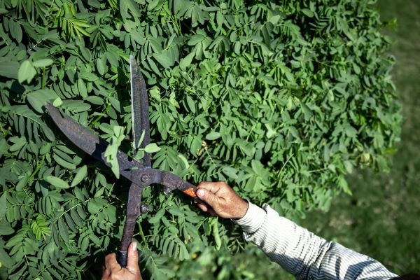 A person cutting the overgrown branches.