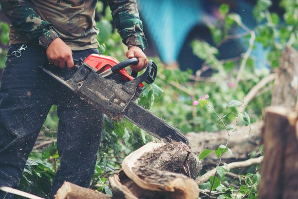 A man cutting tree branches using a chainsaw