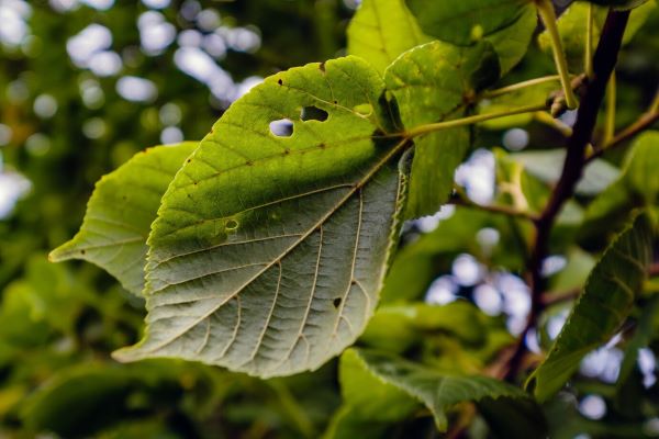 Leaves damaged by beetles, showing signs of pest infestation