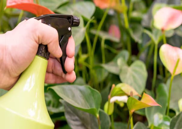 A man holding a homemade repellent spray for Japanese beetles