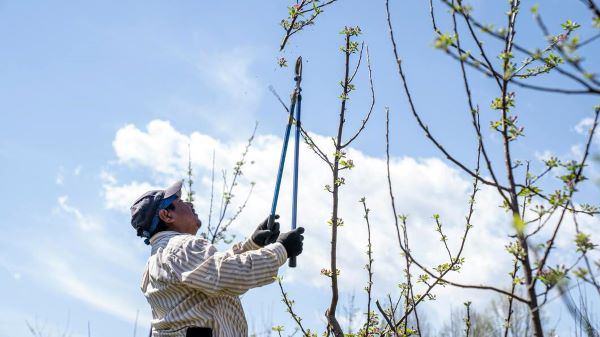 An arborist is trimming Trees And Shrubs In Colorado