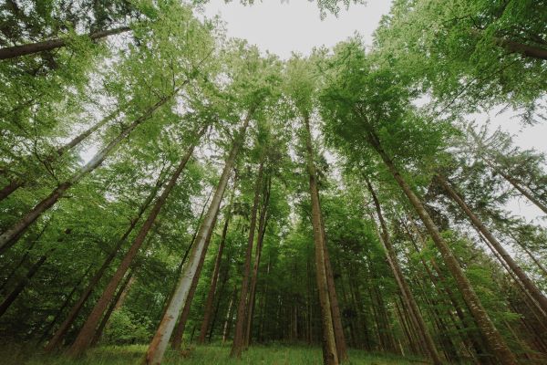 How Do Trees Combat Soil Erosion?