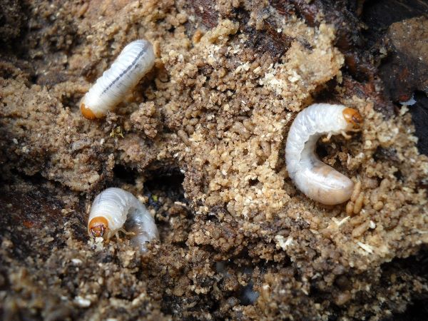 White grubs in the soil