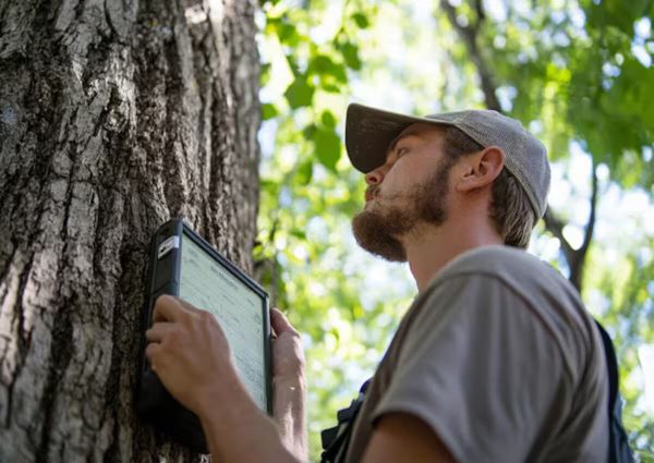 A man looking to identify the features of an ash tree