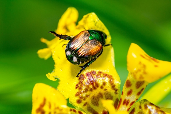 A Japanese beetle is resting in a yellow flower