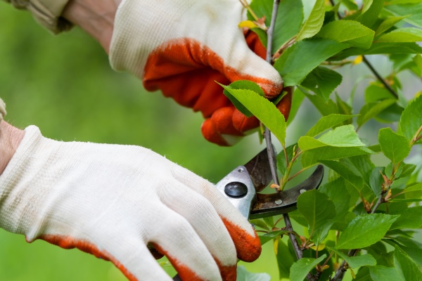 A person carefully pruning green plants in a garden