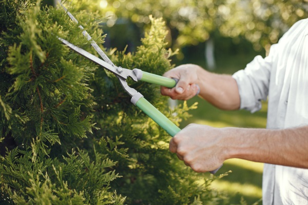 A man doing DIY to trim the shrubs.