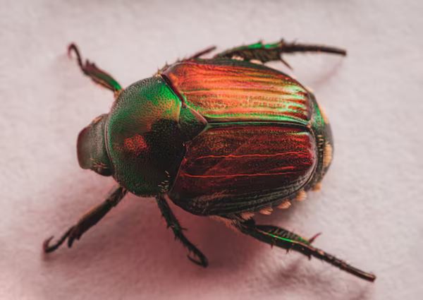 The Japanese beetle, scientifically named Popillia japonica