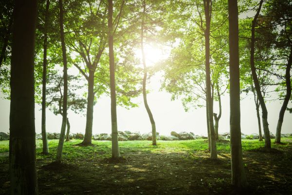 Trees That Thrive in Clay, Sandy, and Acidic Soils