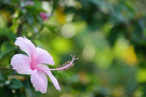 A hibiscus flower in the garden