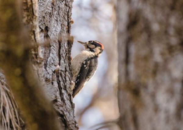 A woodpecker on a tree branch searching for food