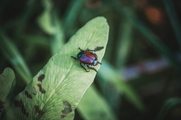 A Japanese beetle is infesting a plant