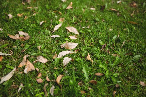 Leaves on the ground